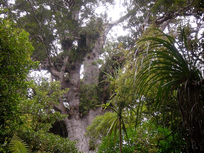 NZ Tane Mahuta.JPG (280364 bytes)